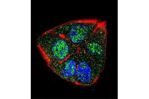 Confocal immunofluorescent analysis of IFT88 Antibody (C-term) (ABIN655090 and ABIN2844723) with HepG2 cell followed by Alexa Fluor 488-conjugated goat anti-rabbit lgG (green). (IFT88 antibody  (C-Term))