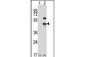 Western blot analysis of CDKL1 (arrow) using rabbit polyclonal CDKL1 Antibody  (ABIN391762 and ABIN2841627).