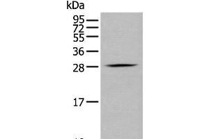 Western blot analysis of RAW264. (GZMM antibody)