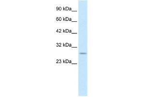 RNF141 antibody  (Middle Region)