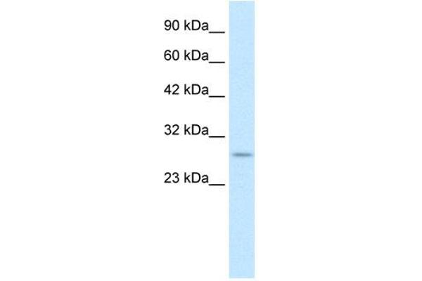 RNF141 antibody  (Middle Region)