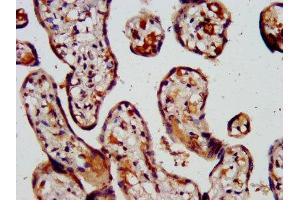 IHC image of ABIN7146458 diluted at 1:500 and staining in paraffin-embedded human placenta tissue performed on a Leica BondTM system.