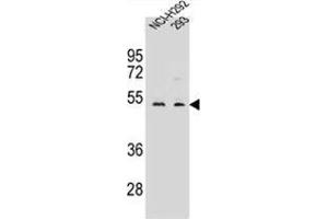WDR86 Antibody (C-term) western blot analysis in NCI-H292,293 cell line lysates (35 µg/lane). (WDR86 antibody  (C-Term))