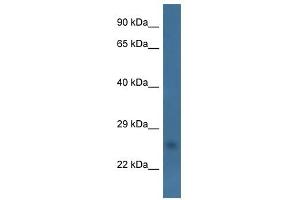 Western Blot showing CHCHD6 antibody used at a concentration of 1. (CHCHD6 antibody  (Middle Region))