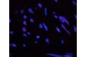 Immunofluorescence analysis of Human uterus tissue using CBX5 Monoclonal Antibody at dilution of 1:200. (CBX5 antibody)