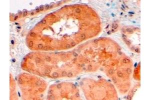 ABIN185371 (4µg/ml) staining of paraffin embedded Human Kidney. (PCSK9 antibody  (C-Term))