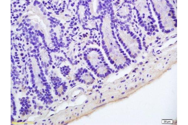 Hairless antibody  (AA 345-460)