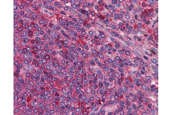 MIA3 antibody  (AA 1-120)