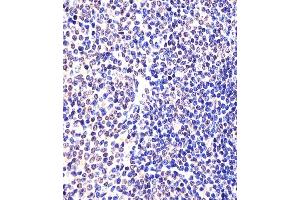(ABIN6242307 and ABIN6577974) staining (Mouse) Eed in Mouse spleen tissue sections by Immunohistochemistry (IHC-P - paraformaldehyde-fixed, paraffin-embedded sections). (EED antibody  (AA 269-303))