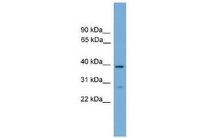 NCF4 antibody used at 0. (NCF4 antibody  (C-Term))