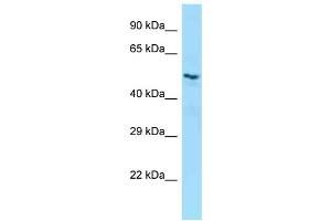 Host: Rabbit Target Name: LILRB5 Sample Type: OVCAR-3 Whole Cell lysates Antibody Dilution: 1. (LILRB5 antibody  (C-Term))