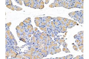 ABIN7094758 and ABIN7098809 at 1/100 staining Rat pancreatic tissue by IHC-P. (TUBB2A antibody  (C-Term))