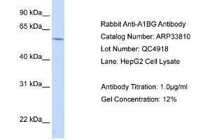 WB Suggested Anti-A1BG AntibodyTitration: 1. (A1BG antibody  (N-Term))