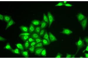 Immunofluorescence analysis of U2OS cells using ZNF217 Polyclonal Antibody (ZNF217 antibody)