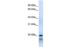 WB Suggested Anti-POLR3H Antibody Titration:  0. (POLR3H antibody  (Middle Region))