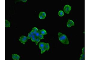 Immunofluorescence (IF) image for anti-Thiamin Pyrophosphokinase 1 (TPK1) (AA 1-243) antibody (ABIN7171975)