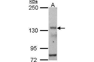 POLR3A antibody  (N-Term)