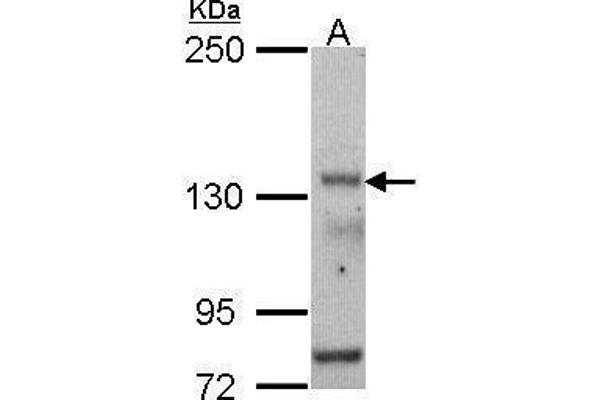 POLR3A Antikörper  (N-Term)