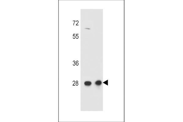 CCDC134 Antikörper  (C-Term)