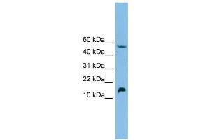 WB Suggested Anti-EPO Antibody Titration: 0.