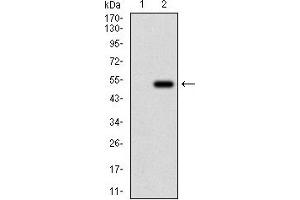 Western blot analysis using PTPN1 mAb against HEK293 (1) and PTPN1 (AA: 40-246)-hIgGFc transfected HEK293 (2) cell lysate.
