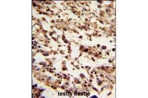 Formalin-fixed and paraffin-embedded human testis tissue reacted with TBP Antibody , which was peroxidase-conjugated to the secondary antibody, followed by DAB staining. (TBP antibody  (C-Term))