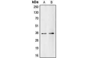 Western blot analysis of BUB3 expression in HeLa (A), HEK293T (B) whole cell lysates. (BUB3 antibody  (C-Term))