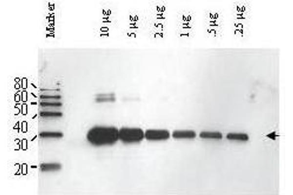 ULP1 antibody