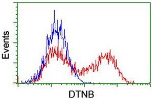 Image no. 5 for anti-Dystrobrevin, beta (DTNB) antibody (ABIN1497913) (Dystrobrevin beta antibody)