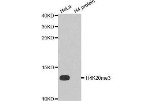 Western Blotting (WB) image for anti-Histone H4 (3meLys20) antibody (ABIN3016051) (Histone H4 antibody  (3meLys20))