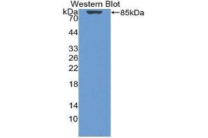 Western Blotting (WB) image for anti-Vitamin D-Binding Protein (GC) (AA 17-476) antibody (ABIN1980543) (Vitamin D-Binding Protein antibody  (AA 17-476))
