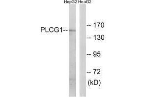 Western blot analysis of extracts from COS7 cells treated with EGF (200 ng/mL, 30 min), using PLCG1 (Ab-771) antibody. (Phospholipase C gamma 1 antibody  (Tyr771))