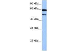 Western Blotting (WB) image for anti-Zinc Finger and SCAN Domain Containing 5B (ZSCAN5B) antibody (ABIN2463406) (ZSCAN5B antibody)