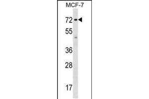 Western blot analysis in MCF-7 cell line lysates (35ug/lane). (Shugoshin antibody  (AA 339-367))