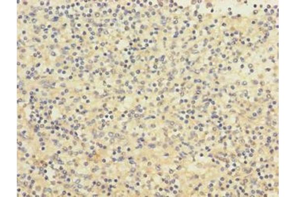 PIGL antibody  (AA 23-252)