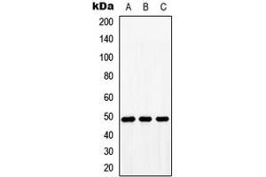Western blot analysis of BMP10 expression in HeLa (A), NIH3T3 (B), H9C2 (C) whole cell lysates. (BMP10 antibody  (Center))