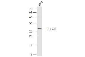 293T lysates probed with UBE2J2 Polyclonal Antibody, Unconjugated  at 1:300 dilution and 4˚C overnight incubation.