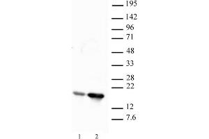 Histone H2B acetyl Lys12 pAb tested by Western blot.