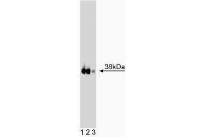 Western blot analysis of JAM-1 on human endothelial lysate. (F11R antibody  (AA 126-237))