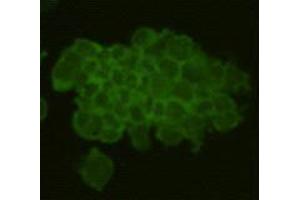 Immunocytochemistry (ICC) image for anti-RAS (RAD and GEM)-Like GTP Binding 2 (REM2) antibody (ABIN1112927) (REM2 antibody)