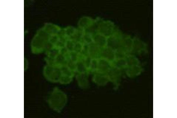 REM2 Antikörper