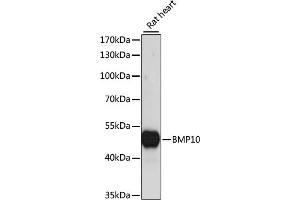 Western blot analysis of extracts of rat heart, using BMP10 antibody (ABIN7265895) at 1:1000 dilution. (BMP10 antibody  (AA 22-316))
