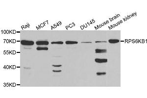 Western blot analysis of extracts of various cell lines, using RPS6KB1 antibody. (RPS6KB1 antibody  (AA 1-352))