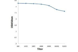 Antigen: 0. (Carboxypeptidase A2 antibody  (AA 245-350))