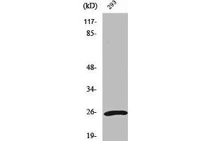 Western Blot analysis of 293 cells using UCH-L1 Polyclonal Antibody (UCHL1 antibody  (C-Term))
