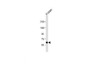 Western Blot at 1:1000 dilution + human brain lysate Lysates/proteins at 20 ug per lane. (SLC2A13 antibody  (AA 268-297))