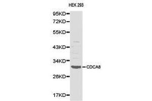 Western Blotting (WB) image for anti-Cell Division Cycle Associated 8 (CDCA8) antibody (ABIN1871692) (CDCA8 antibody)