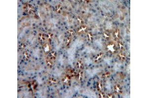 IHC-P analysis of Human Tissue, with DAB staining. (MGEA5 antibody  (AA 319-450))