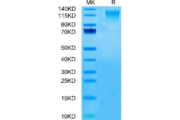 CD96 Protein (CD96) (AA 22-503) (His tag)