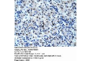 Human Liver (CDC25B antibody  (N-Term))